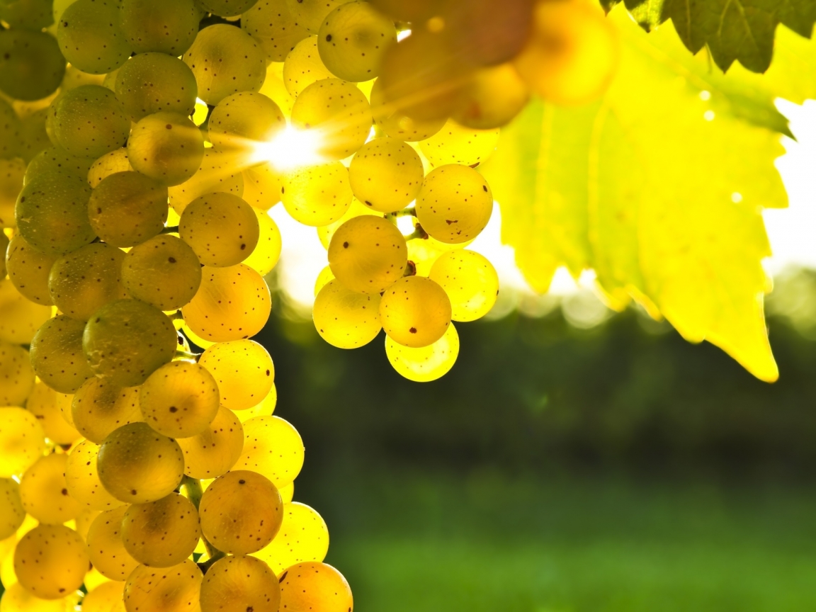 Golden Grapes for 1152 x 864 resolution