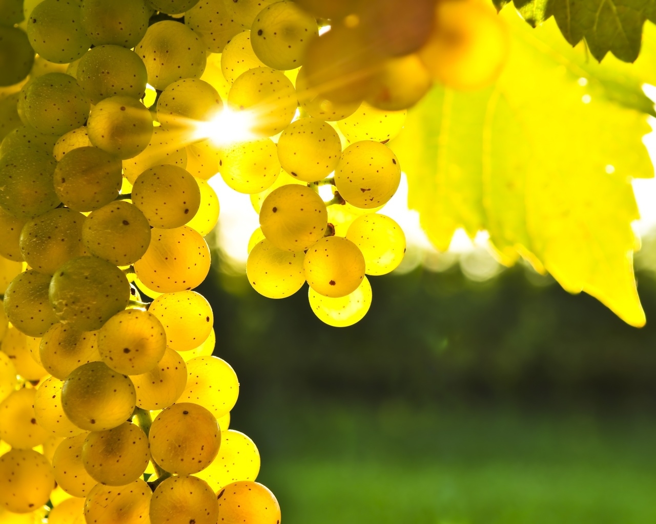 Golden Grapes for 1280 x 1024 resolution