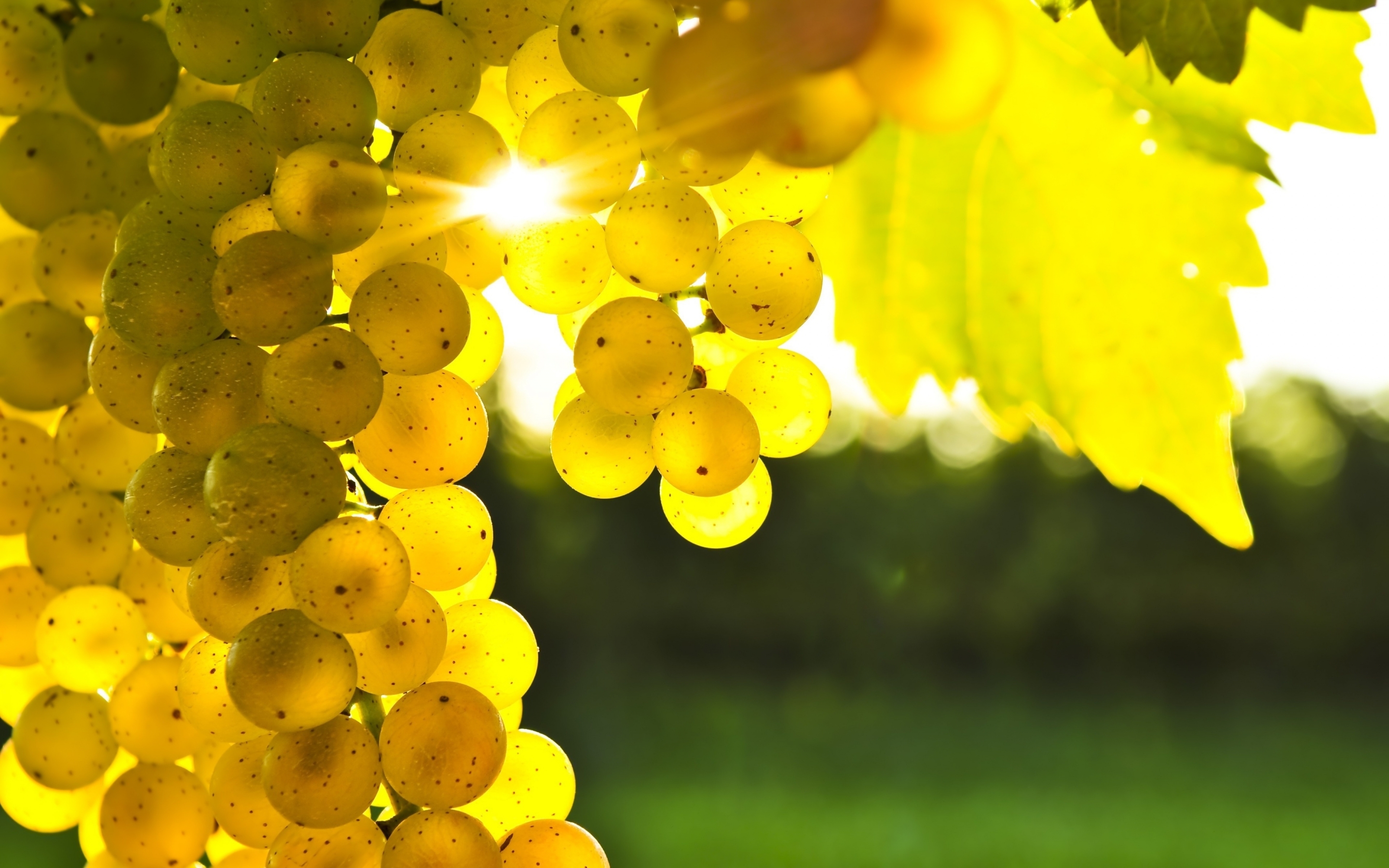 Golden Grapes for 2880 x 1800 Retina Display resolution