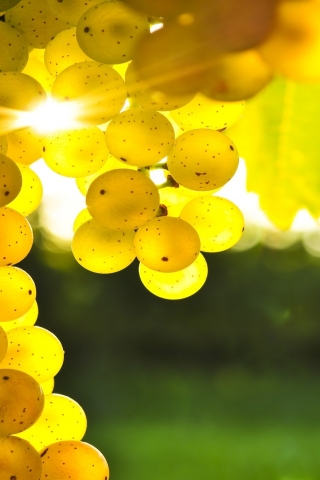 Golden Grapes for 320 x 480 iPhone resolution