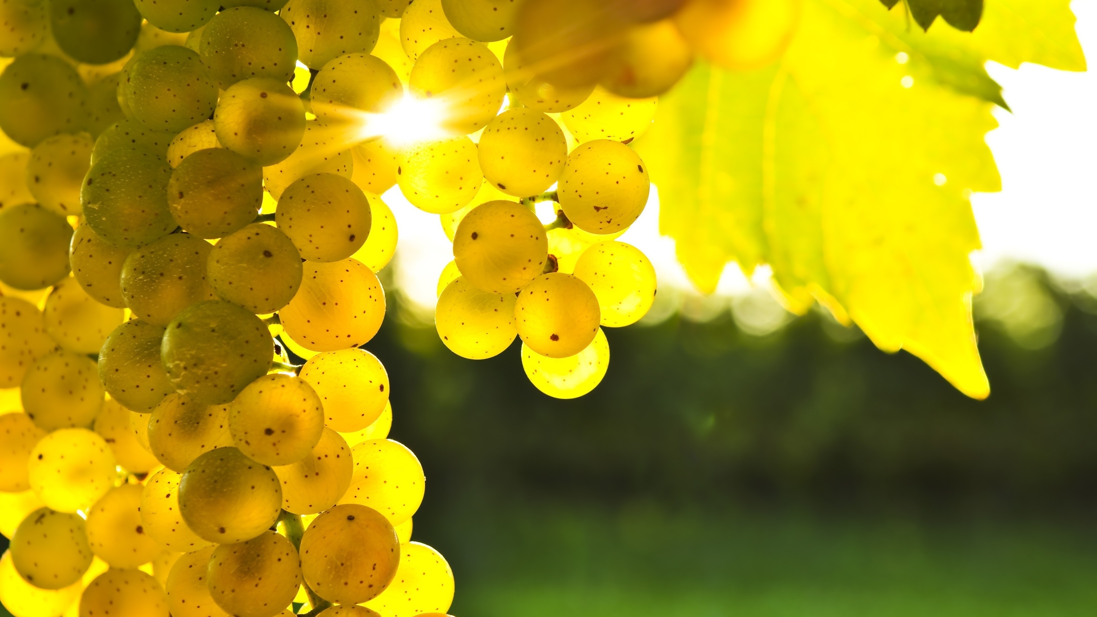 Golden Grapes for 3840 x 2160 Ultra HD resolution