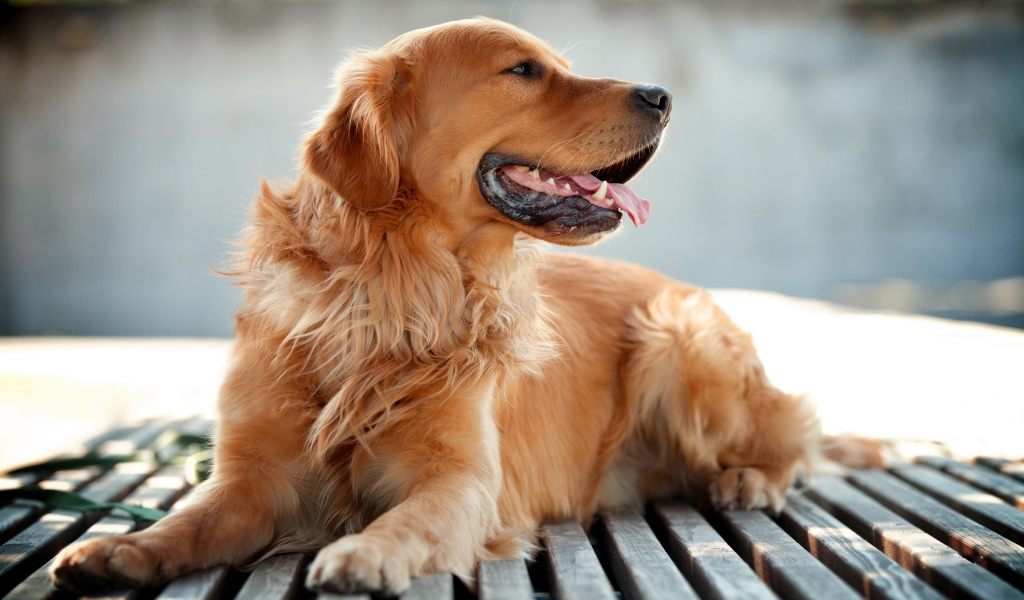 Golden Retriever for 1024 x 600 widescreen resolution