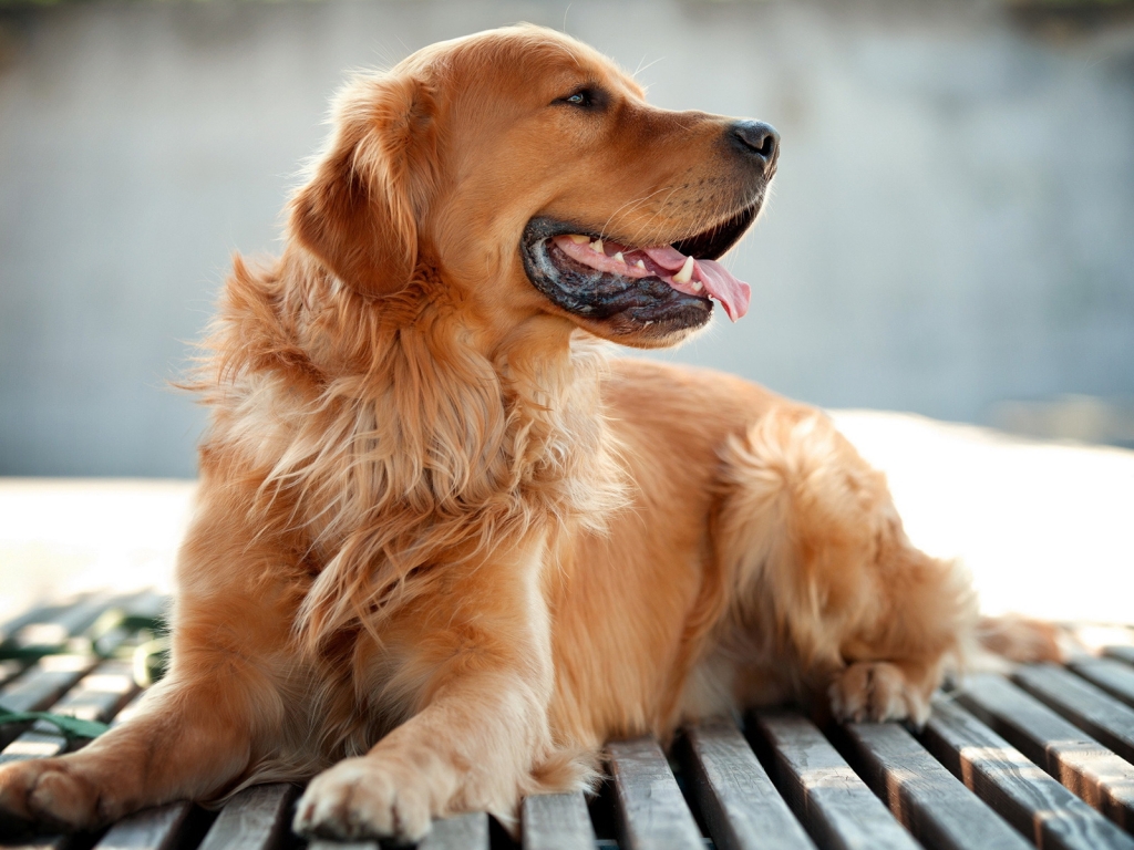 Golden Retriever for 1024 x 768 resolution