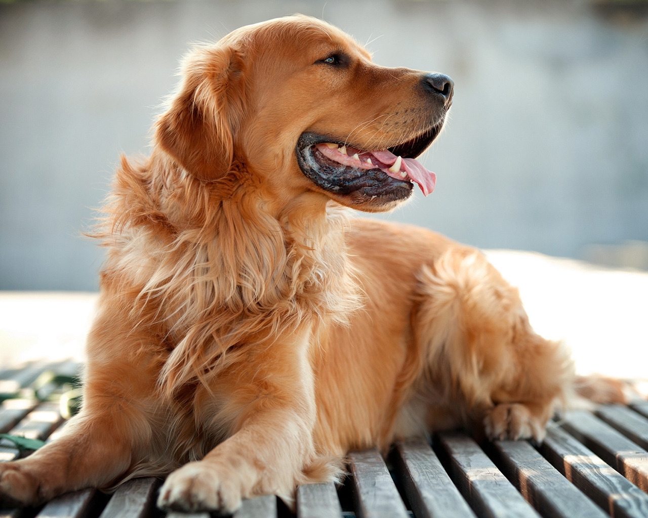 Golden Retriever for 1280 x 1024 resolution