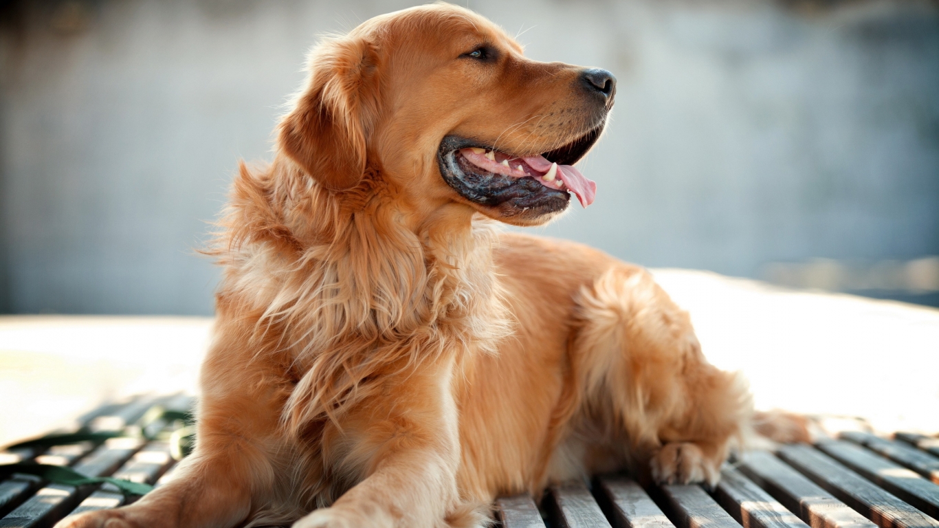 Golden Retriever for 1366 x 768 HDTV resolution