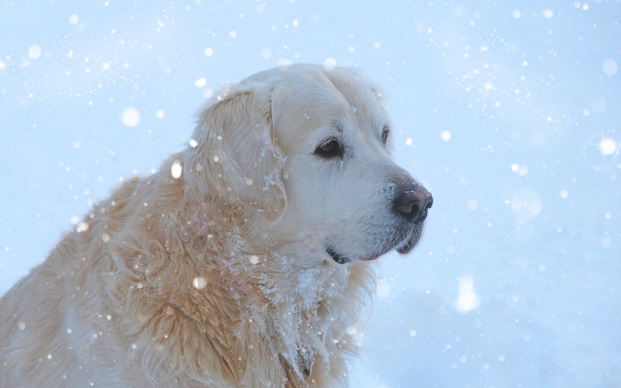 Golden Retriever Snowing for 1280 x 800 widescreen resolution