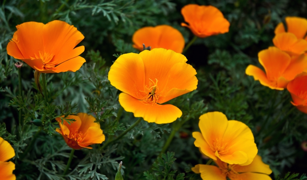 Golden State Poppies for 1024 x 600 widescreen resolution