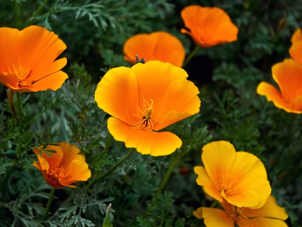Golden State Poppies for 1024 x 768 resolution