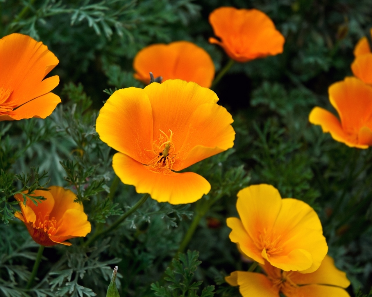 Golden State Poppies for 1280 x 1024 resolution