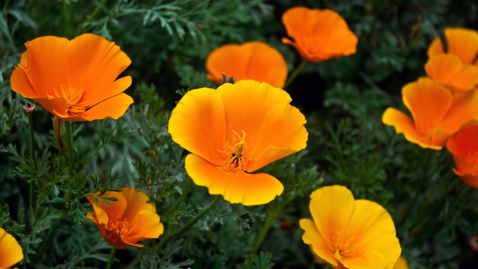 Golden State Poppies for 1536 x 864 HDTV resolution