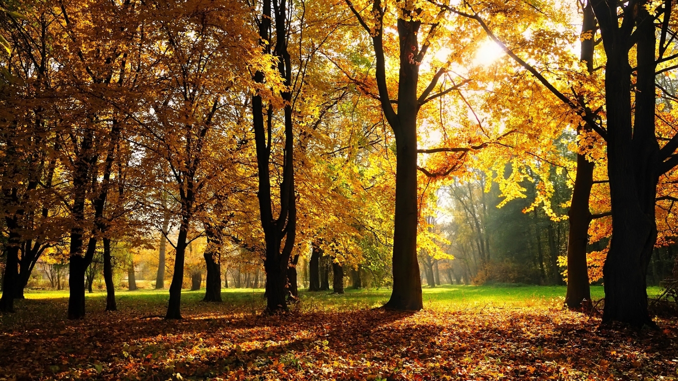Goodby Autumn for 1366 x 768 HDTV resolution
