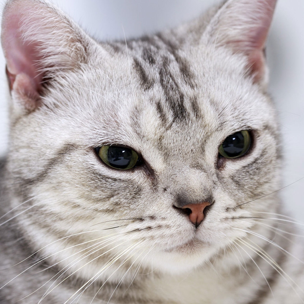 Gorgeous American Shorthair Cat for 1024 x 1024 iPad resolution