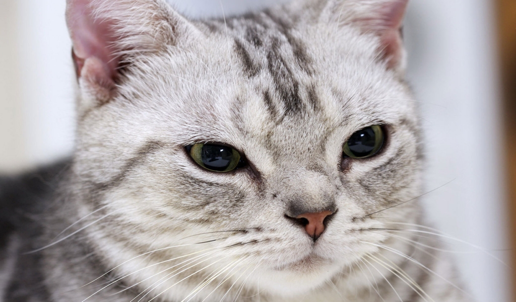 Gorgeous American Shorthair Cat for 1024 x 600 widescreen resolution