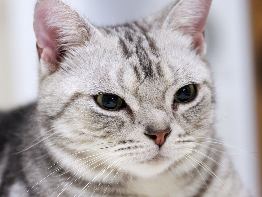 Gorgeous American Shorthair Cat for 1024 x 768 resolution