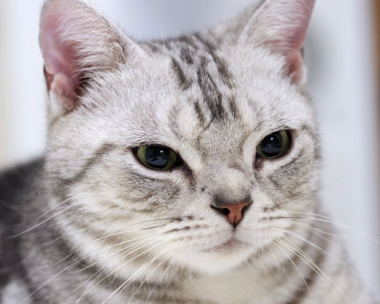 Gorgeous American Shorthair Cat for 1280 x 1024 resolution