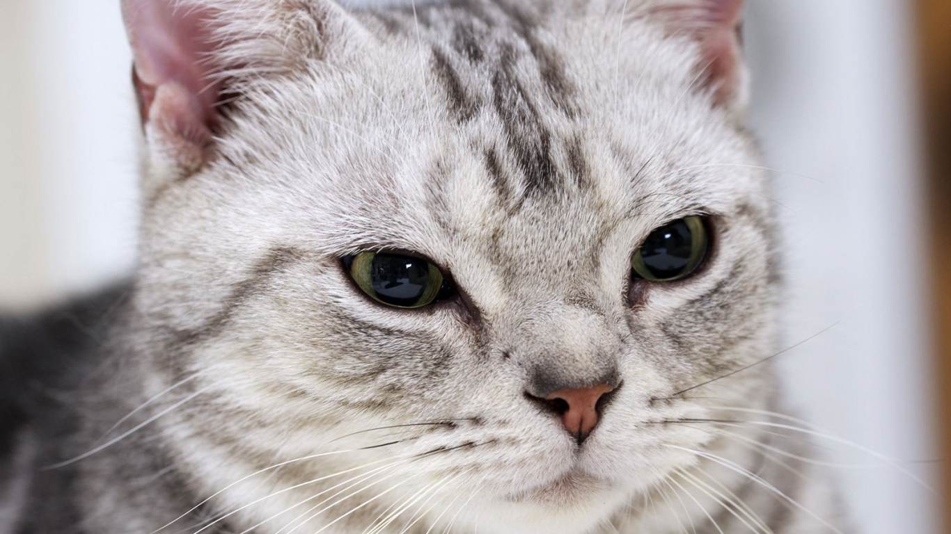 Gorgeous American Shorthair Cat for 1366 x 768 HDTV resolution