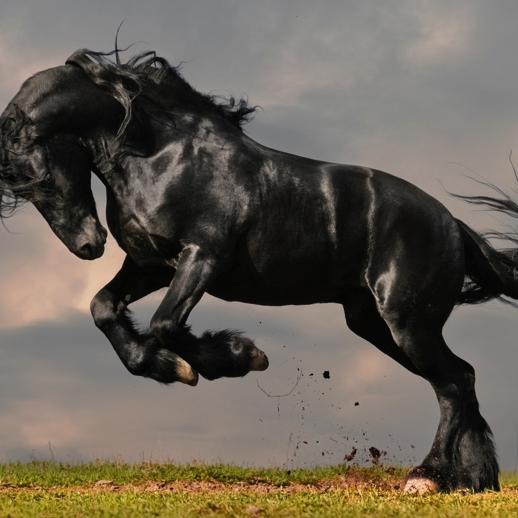 Gorgeous Black Horse for 1024 x 1024 iPad resolution