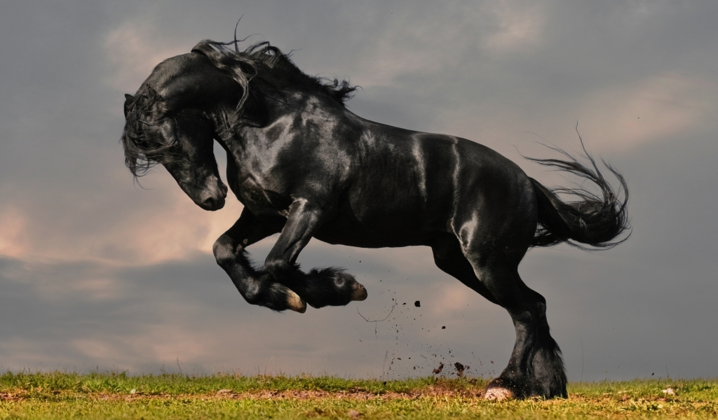 Gorgeous Black Horse for 1024 x 600 widescreen resolution