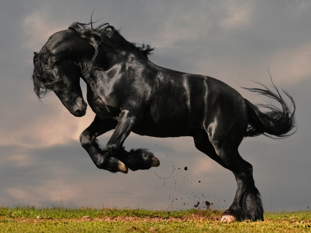 Gorgeous Black Horse for 1024 x 768 resolution