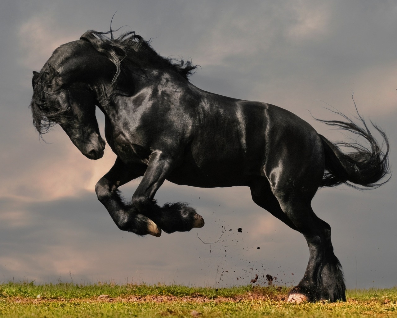 Gorgeous Black Horse for 1280 x 1024 resolution