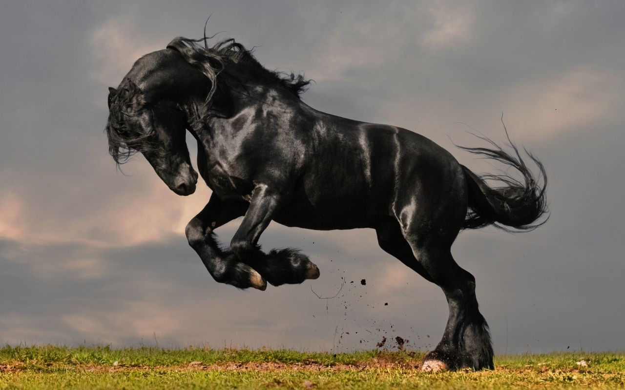 Gorgeous Black Horse for 1280 x 800 widescreen resolution