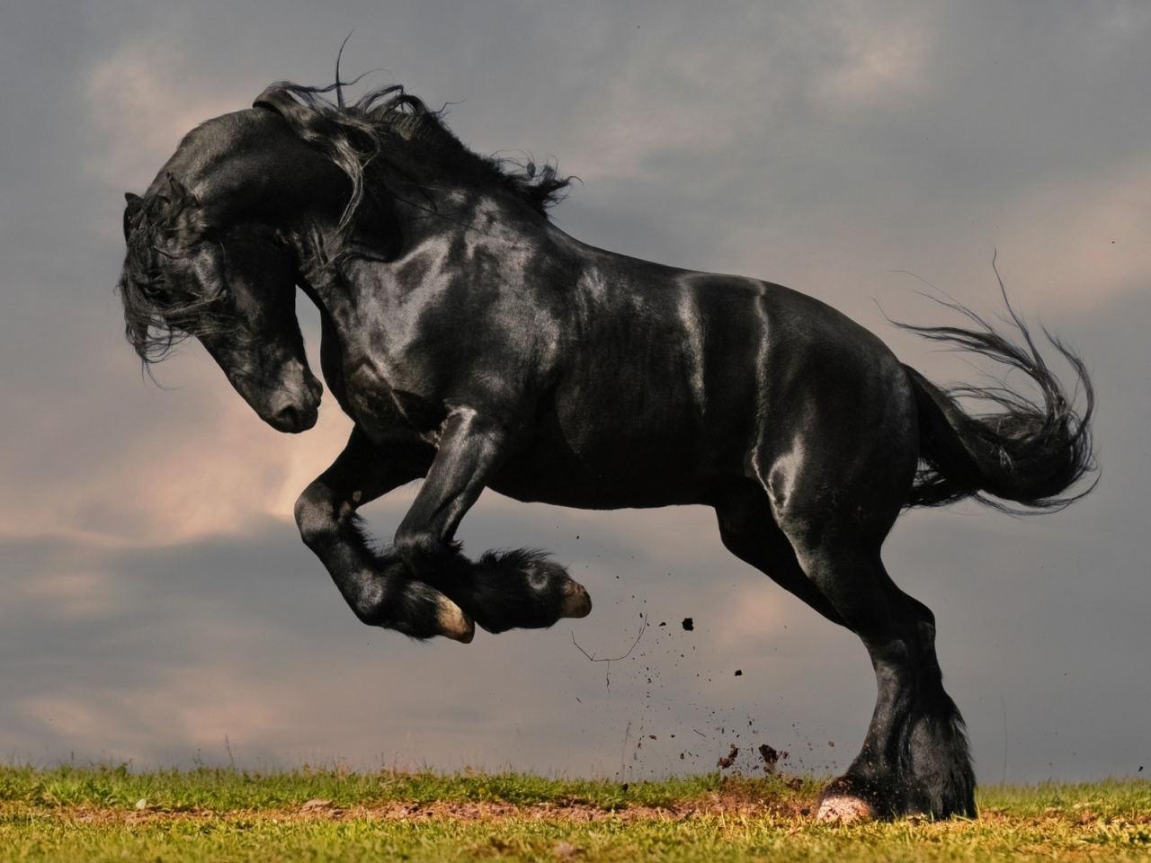 Gorgeous Black Horse for 1280 x 960 resolution