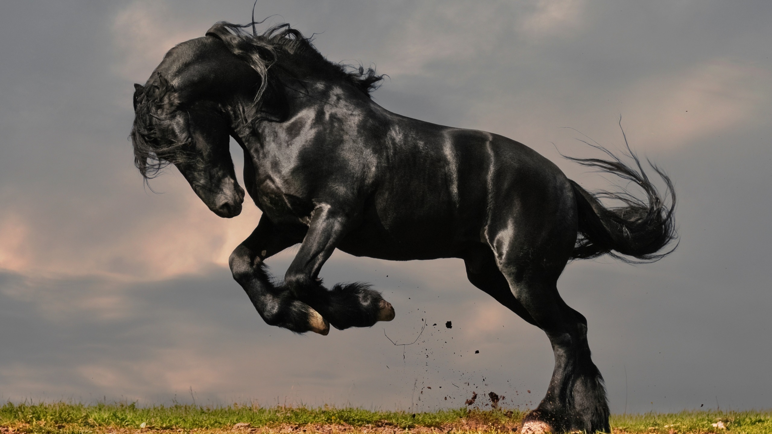 Gorgeous Black Horse for 2560x1440 HDTV resolution