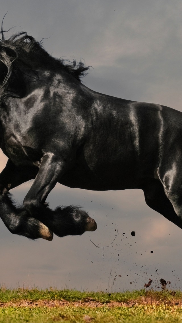 Gorgeous Black Horse for 640 x 1136 iPhone 5 resolution