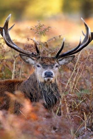 Gorgeous Deer for 320 x 480 iPhone resolution