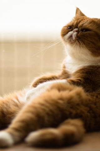 Gorgeous Exotic Shorthair Cat for 320 x 480 iPhone resolution