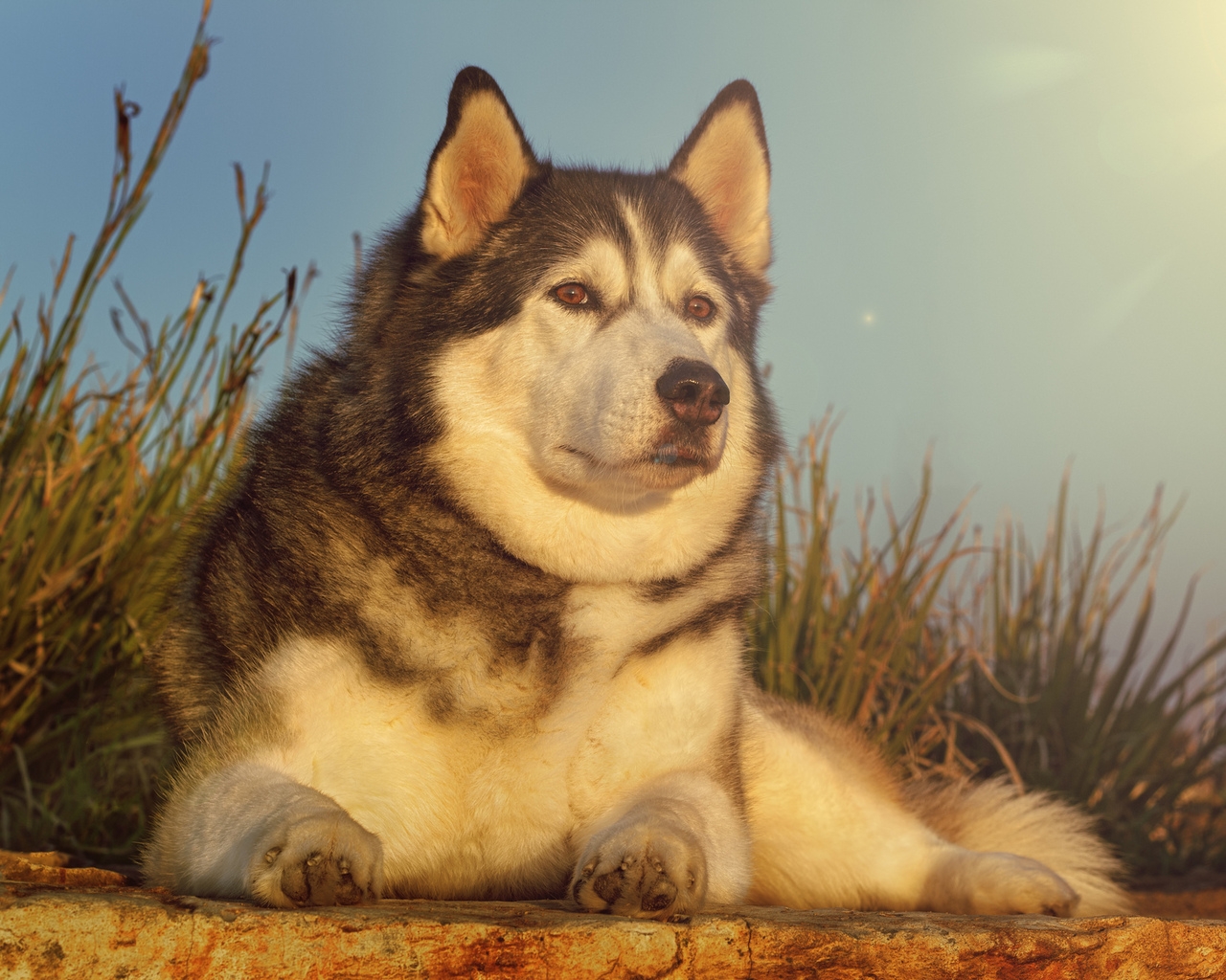 Gorgeous Husky for 1280 x 1024 resolution