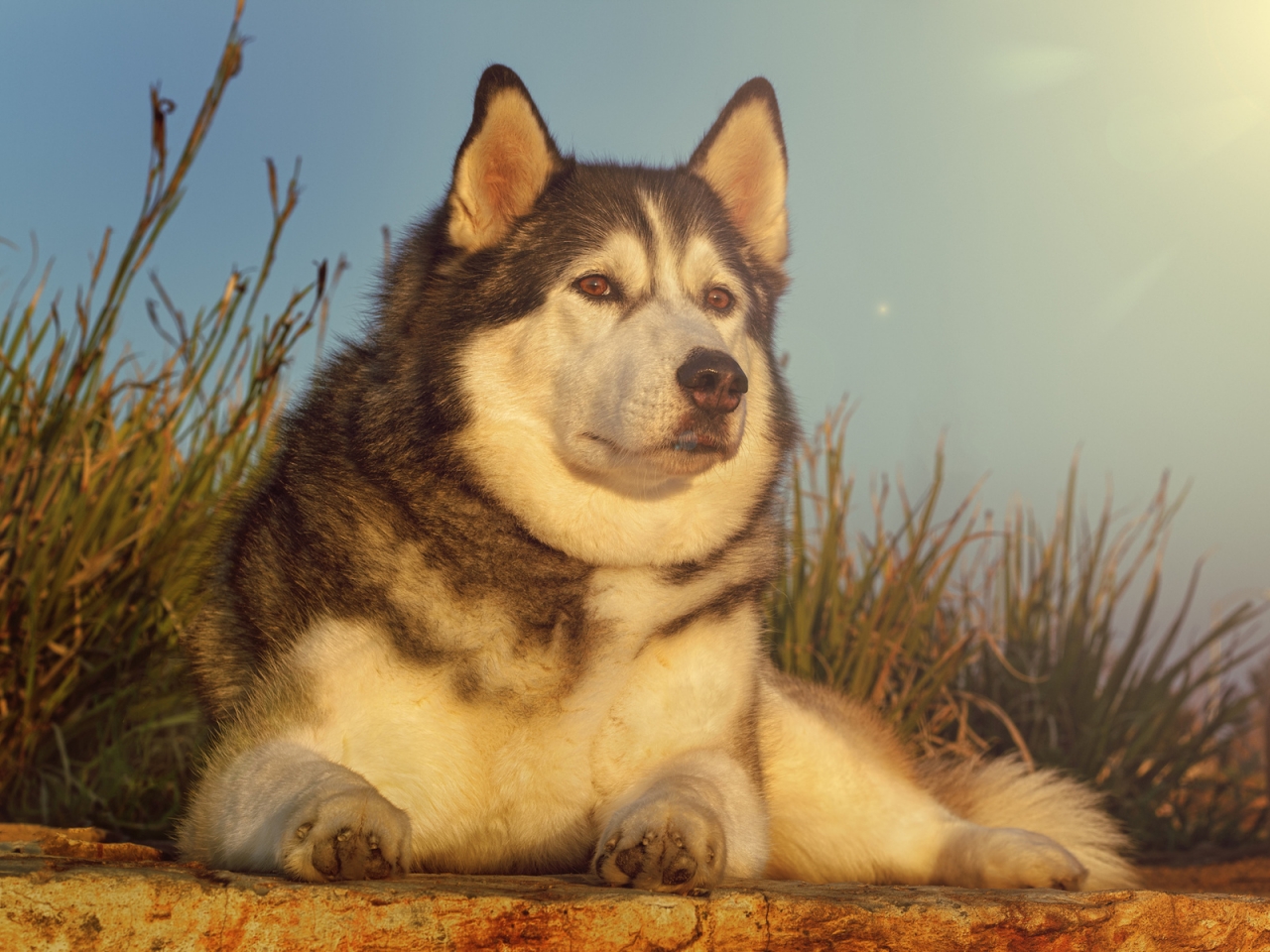 Gorgeous Husky for 1280 x 960 resolution