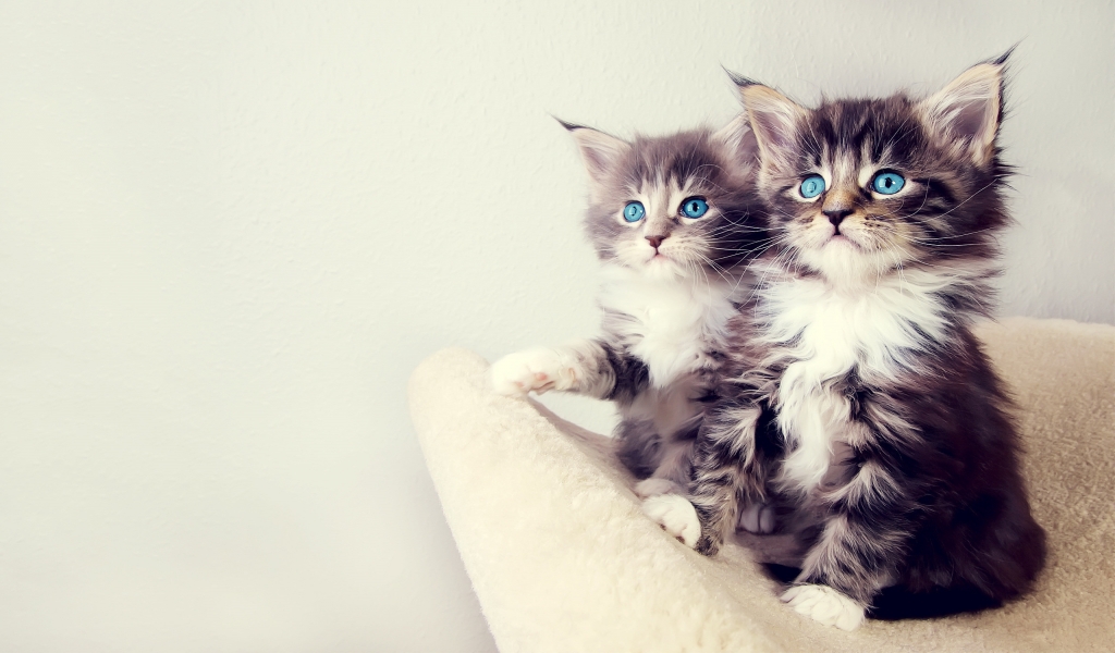 Gorgeous Kittens for 1024 x 600 widescreen resolution