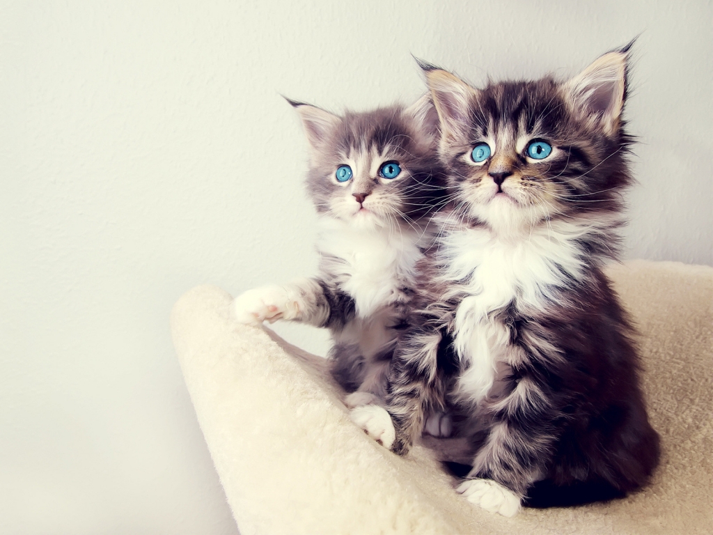 Gorgeous Kittens for 1024 x 768 resolution