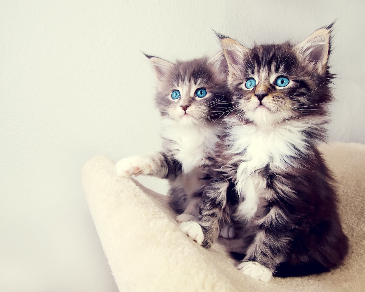 Gorgeous Kittens for 1280 x 1024 resolution