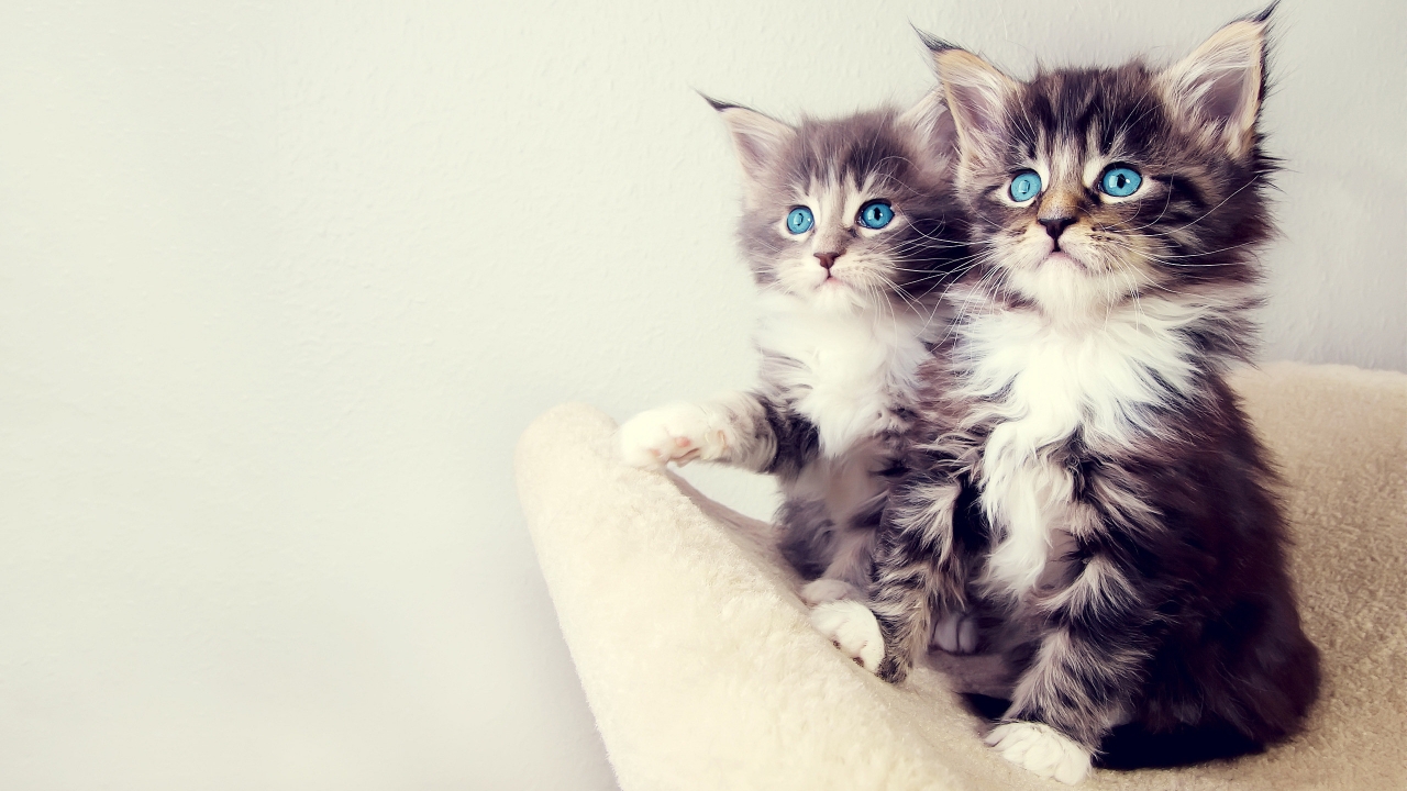 Gorgeous Kittens for 1280 x 720 HDTV 720p resolution