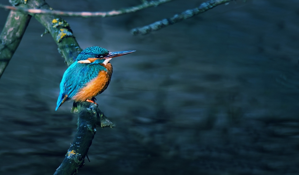 Gorgeous Little Bird for 1024 x 600 widescreen resolution
