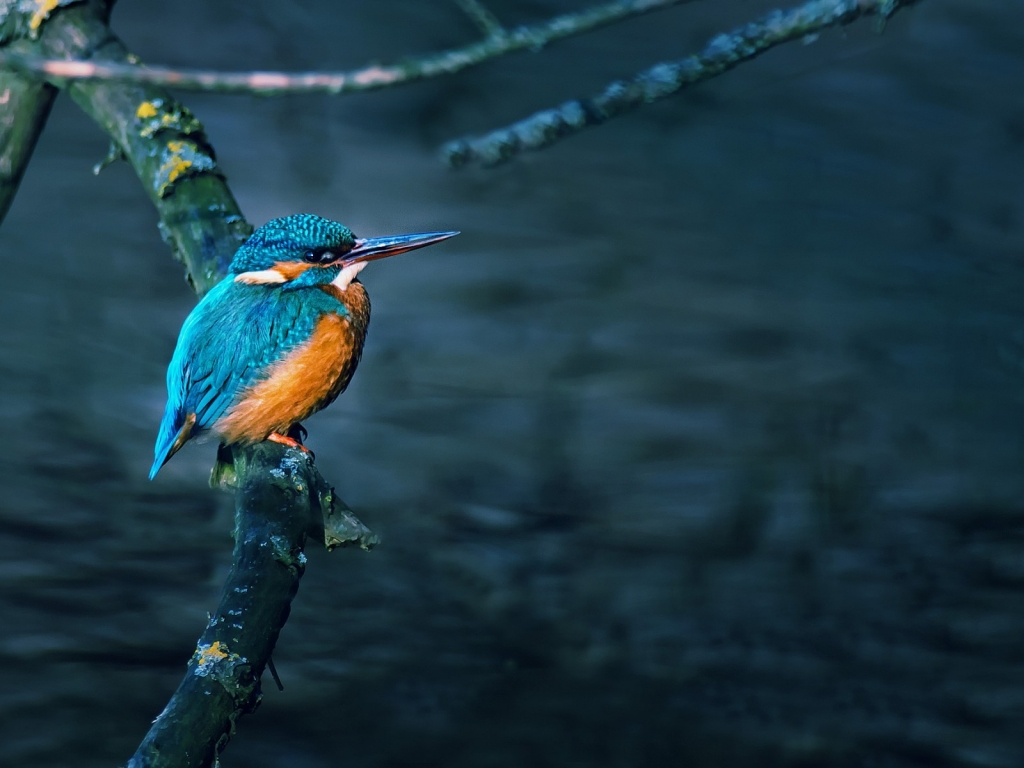 Gorgeous Little Bird for 1024 x 768 resolution