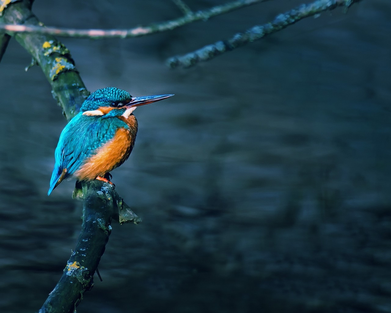 Gorgeous Little Bird for 1280 x 1024 resolution