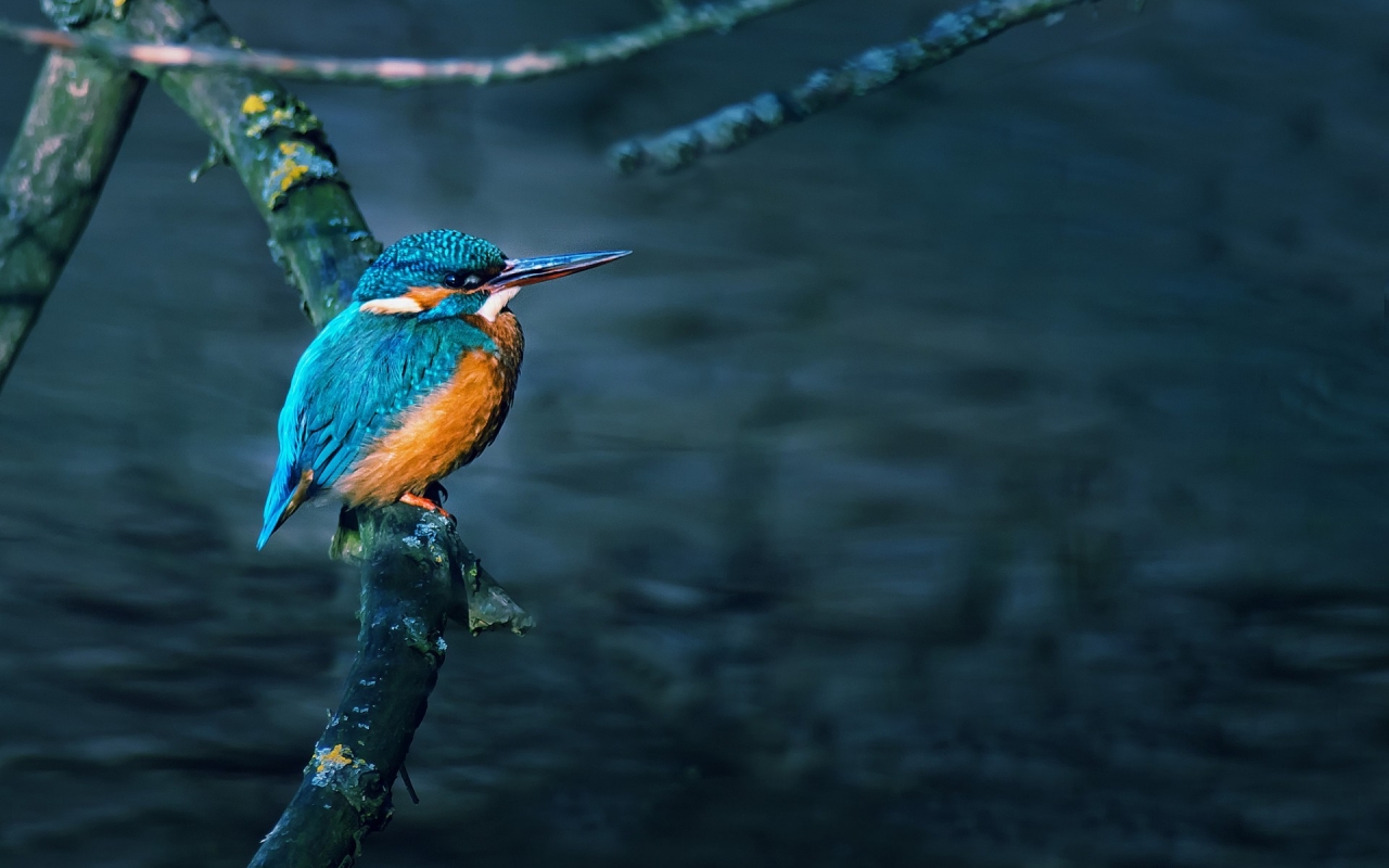 Gorgeous Little Bird for 1280 x 800 widescreen resolution