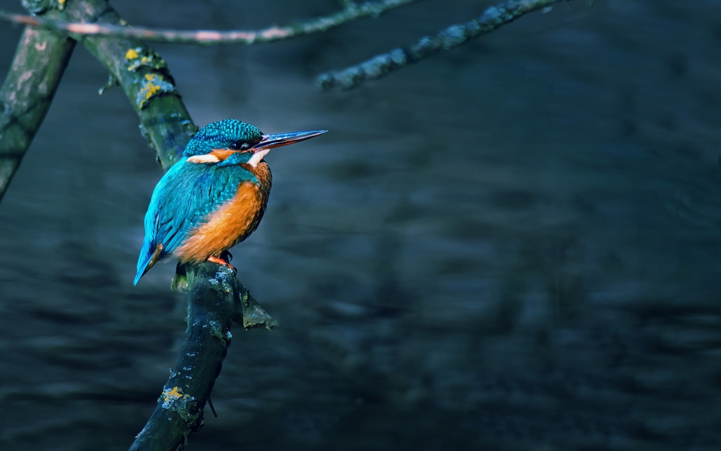 Gorgeous Little Bird for 1440 x 900 widescreen resolution
