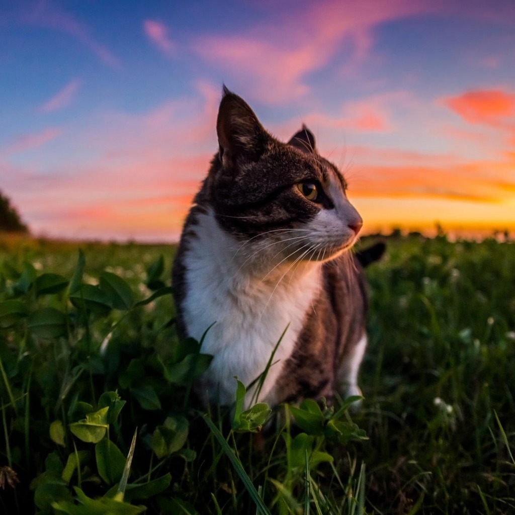 Gorgeous Little Cat and Sunset for 1024 x 1024 iPad resolution