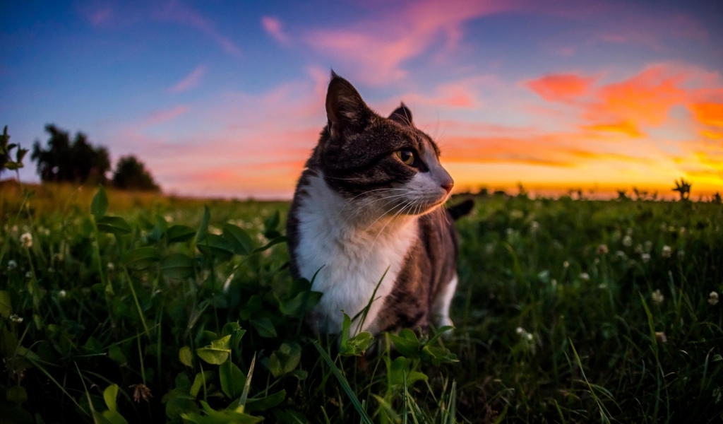 Gorgeous Little Cat and Sunset for 1024 x 600 widescreen resolution