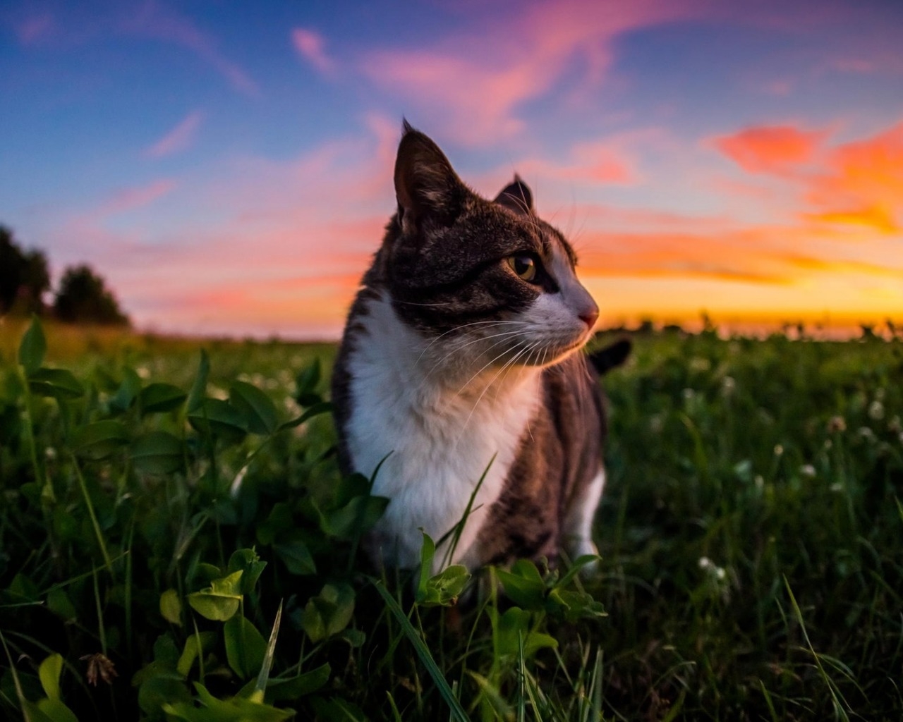 Gorgeous Little Cat and Sunset for 1280 x 1024 resolution