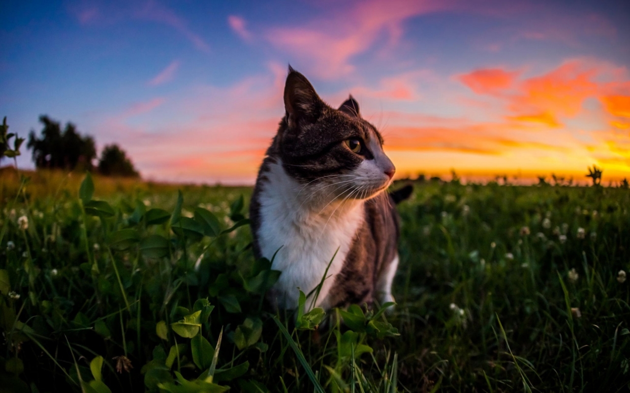 Gorgeous Little Cat and Sunset for 1280 x 800 widescreen resolution