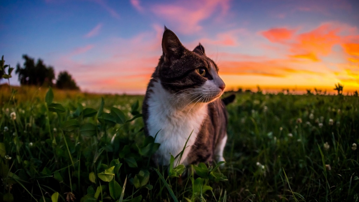Gorgeous Little Cat and Sunset for 1366 x 768 HDTV resolution
