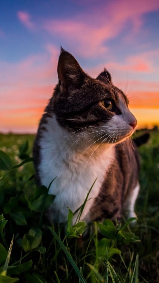 Gorgeous Little Cat and Sunset for 640 x 1136 iPhone 5 resolution