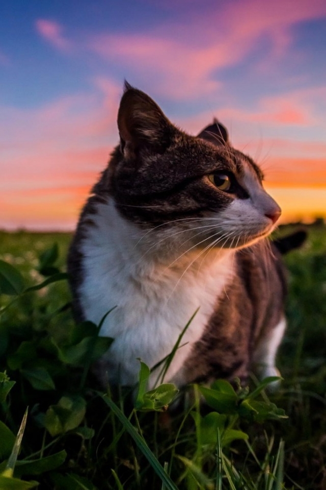 Gorgeous Little Cat and Sunset for 640 x 960 iPhone 4 resolution