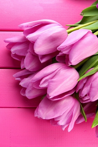 Gorgeous Pink Tulips for 320 x 480 iPhone resolution