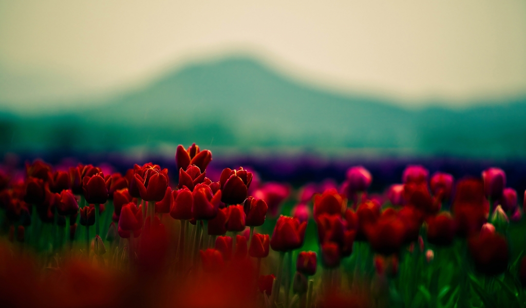 Gorgeous Red Tulips for 1024 x 600 widescreen resolution
